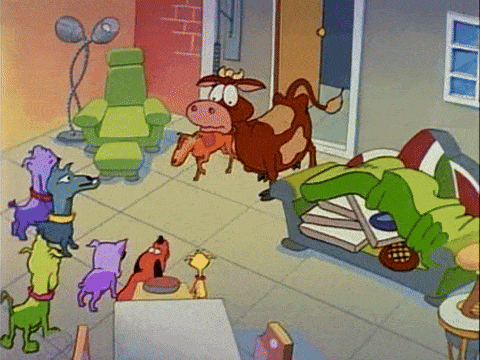 Barney brings the cow into the house