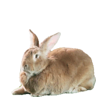 Sniff Peter Rabbit Sticker - Sniff Peter Rabbit Peter Rabbit2 Stickers