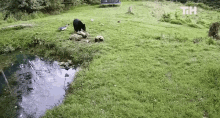 Black Bear This Is Happening GIF - Black Bear This Is Happening Scared GIFs