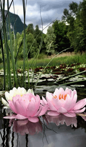 Zen Flowers GIF - Zen Flowers Floating - Discover & Share GIFs