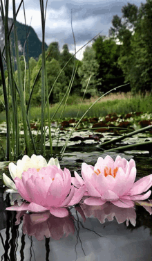 Zen Flowers GIF - Zen Flowers Floating GIFs