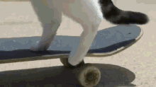 Skateboarding Cat Who Lives Life In The Fast Lane (Yes, Really) GIF - Cats GIFs
