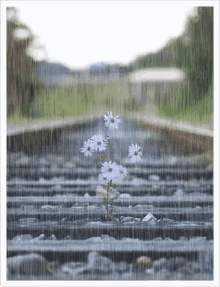 Flower Rain GIF - Flower Rain Hope GIFs