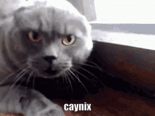 a close up of a cat 's face with the word caynix below it