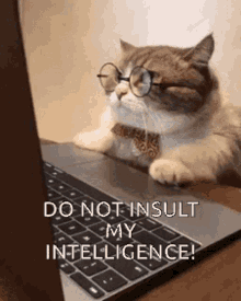 Clever Cat GIF - Clever Cat Kitty GIFs