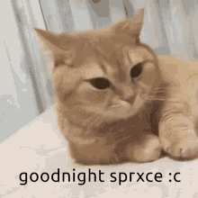 Goodnight Cat GIF - Goodnight Cat Sleeping GIFs