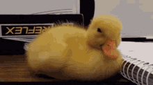 Sleeping Duck GIF - Sleeping Duck GIFs