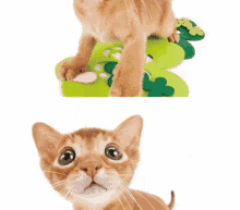 Funny Zen Cat GIF - Funny Zen Cat GIFs
