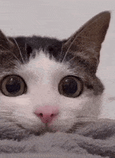 a close up of a cat 's face with its eyes wide open .