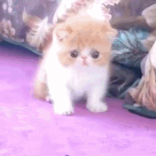 Cat Kitty GIF - Cat Kitty Scared GIFs