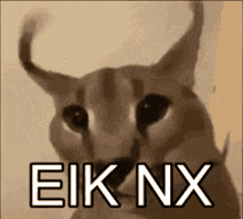 a close up of a cat 's face with the words eik nx written on it .
