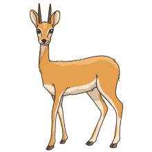 oribi antelope