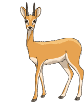 Antelope Oribi Sticker - Antelope Oribi Stickers