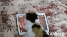 Playing Games Video Games GIF - Playing Games Video Games Kitten GIFs