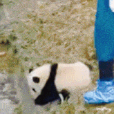 Angry Panda Baby Panda GIF - Angry Panda Panda Baby Panda GIFs