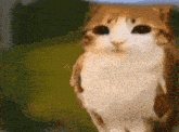 a close up of a brown and white cat standing in front of a green field .