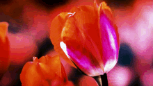 datamosh pixel art digital art glitch art tulip
