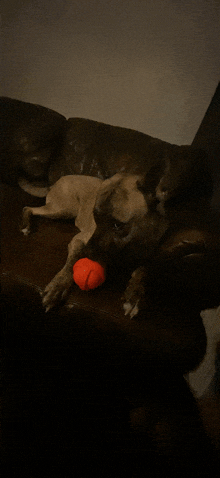 a dog laying on a couch with a red ball in its mouth
