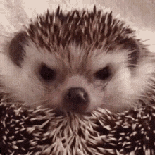 Love Hedgehog GIF - Love Hedgehog Sniff GIFs