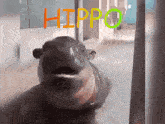 Hippo Hippopotamus GIF - Hippo Hippopotamus Hungry GIFs