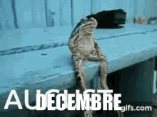 December Decembre GIF - December Decembre Meme GIFs