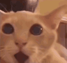 cat shocked big eyes