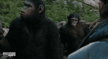 Planet Of The Apes Caesar GIF - Planet Of The Apes Caesar Aim GIFs