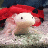 Axolotl Boop GIF - Axolotl Boop Eat GIFs