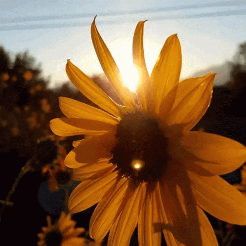 sunflower-beautiful.gif