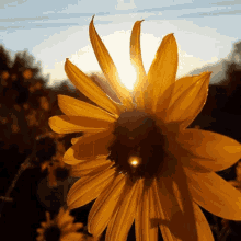 Sunflower Beautiful GIF - Sunflower Beautiful GIFs