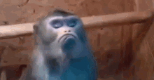 Monkey Sad GIF