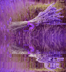Lavender Flower GIF - Lavender Flower GIFs