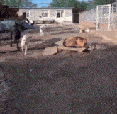 a group of dogs are laying on the ground in a yard in front of a house .