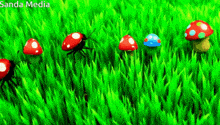 ladybugs and mushrooms in a grassy field with sanda media in the corner