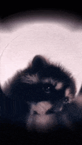 a close up of a black cat wearing a cone around its head .