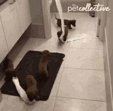 Dog Toilet Paper GIF - Dog Toilet Paper Puppies GIFs