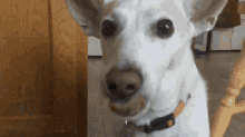 Howie The Dog GIF - Howie The Dog GIFs