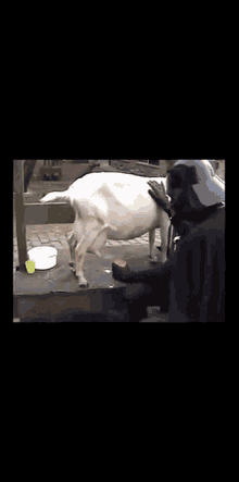 a man in a black cape is kneeling down next to a goat
