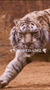 a painting of a tiger with the name ahmed-adel love