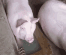 свиняджакузі свиньяджакузи GIF - свиняджакузі свиньяджакузи свиня GIFs