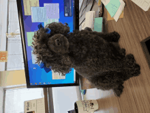 Take Your Furbaby To Work Day GIF