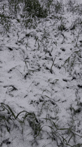 Grass Snow GIF - Grass Snow Winter GIFs