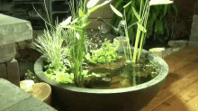 Aquascape Patio Pond GIF - Urban Garden Sustainable Garden GIFs