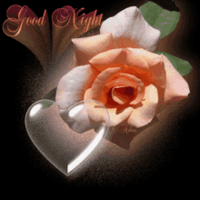 Rose Good Night GIF - Rose Good Night GIFs