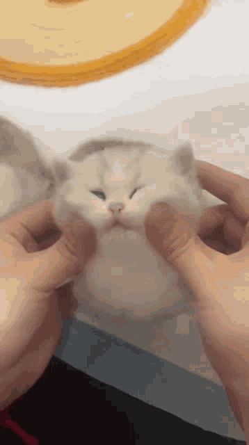 Mishachu Cat Squish GIF - Mishachu Cat Squish Mishasquish GIFs