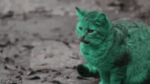 Grayson Green Cat GIF