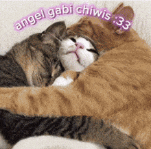 Angel And Chiwis And Gabis Angel I Gabi GIF - Angel And Chiwis And Gabis Angel I Gabi Chiwis I Gabi GIFs