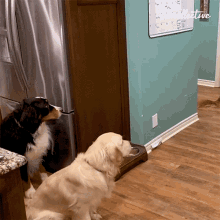 Hungry The Pet Collective GIF - Hungry The Pet Collective Waiting GIFs