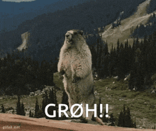 a ground squirrel standing on its hind legs with the word groh written on it