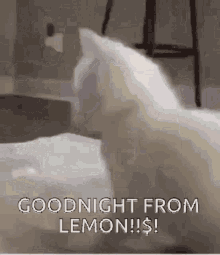 Goodnight Goodnight Cat GIF - Goodnight Goodnight Cat Cat GIFs